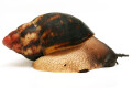 Archachatina marginata egregia Cameroon typ 1b (ssp 2) adult